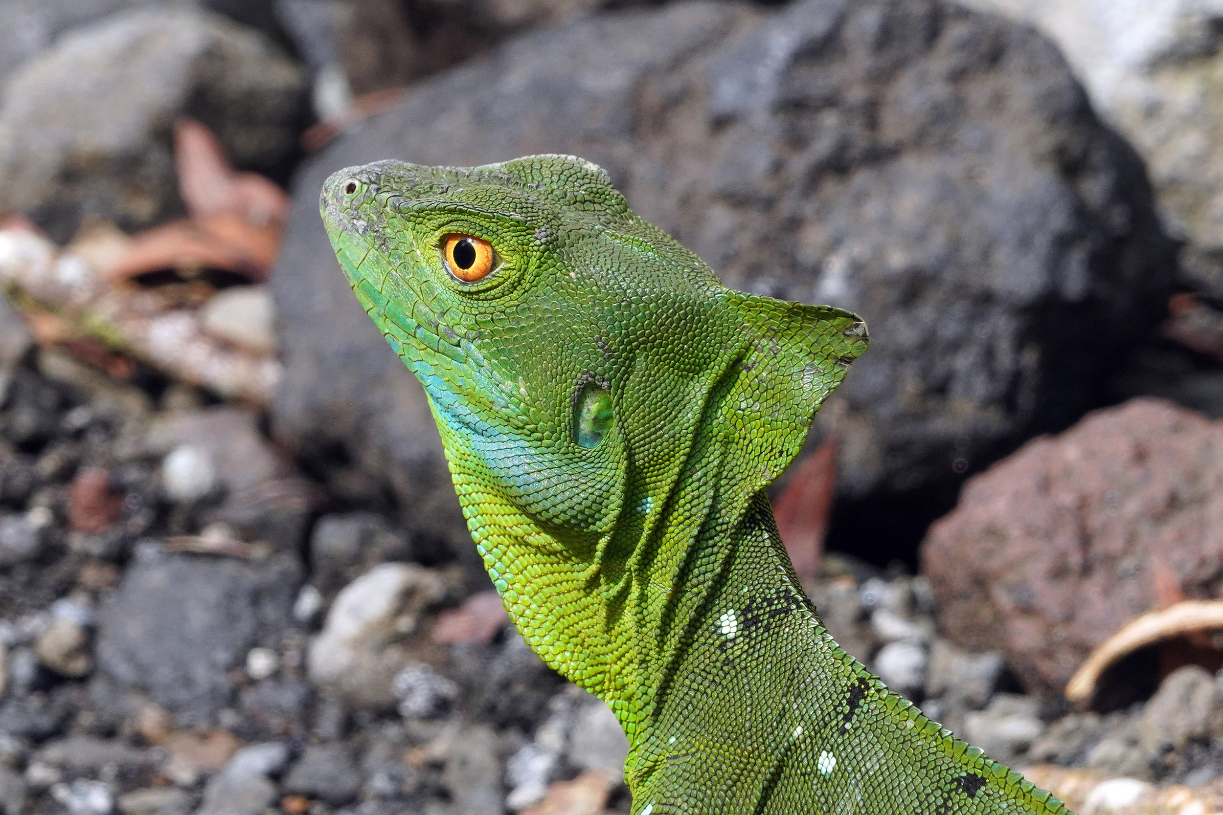 Costa Rica - Février 2025